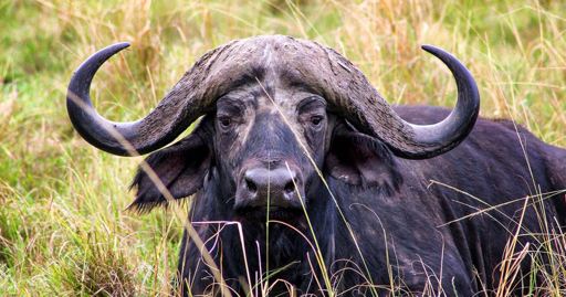 Kenya Maasai Mara wildlife