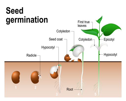 Seed germination stages from seed to young seedling