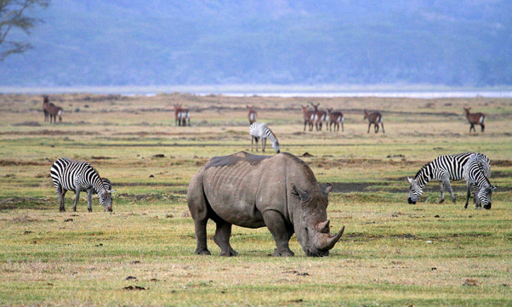 Black rhino and zebras in Ngorongoro Crater, Tanzania