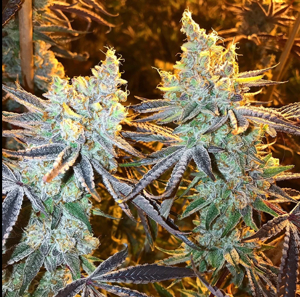 buy Crunch Berries online