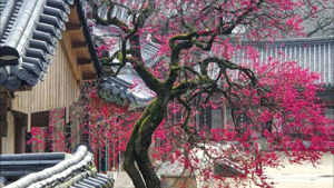 Plum blossoms at Hwaeomsa
