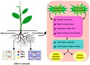 Scientific diagram illustrating aquaporin AQP localization in plant root cells comparing non-mycorrhizal and mycorrhizal conditions with sections on aquaporin expression growth promotion water conservation leaf water potential abiotic stress tolerance and solute transport