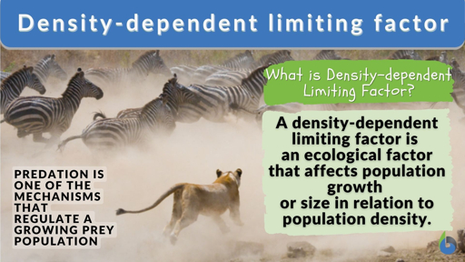 Biotic interactions and population dispersion patterns Educational illustration showing density-dependent limiting factors in ecology with lion chasing zebras demonstrating how biotic interactions influence population patterns and spatial distribution