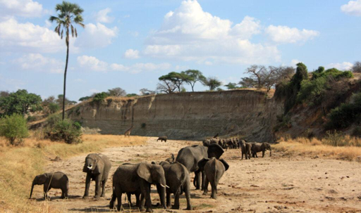 Elephants walking across a dry plain in Tarangire National Park