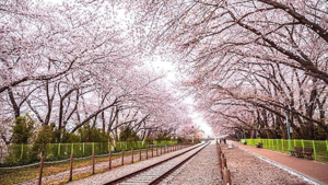 Cherry blossom-lined railway path