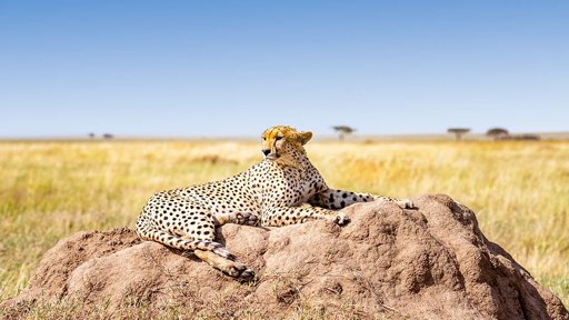 Tarangire cheetah