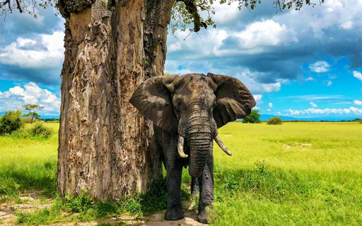 Tarangire elephants and baobab