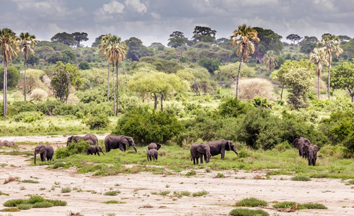 Tarangire 1 day safari