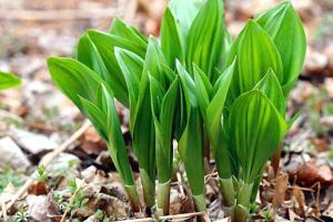 Wild garlic plants