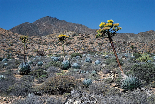 Desert xerophyte plants showing adaptations to low water availability