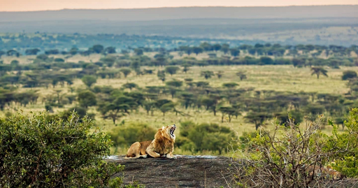 Serengeti wildlife