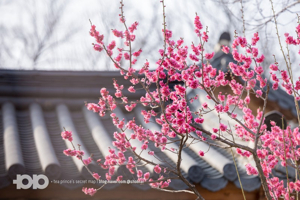 Plum blossoms at temple