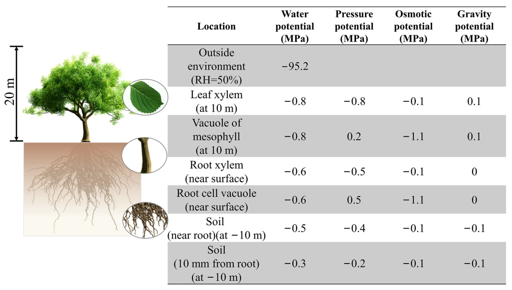Water potential gradient from soil to atmosphere Diagram illustrating water potential gradients in a plant from soil to atmosphere showing a tree with roots a table of water pressure osmotic and gravity potentials in MPa at various locations like outside environment leaf xylem vacuole of mesophyll root xylem root cell vacuole and soil near and far from the root