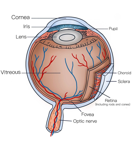 Internal structures of the eye