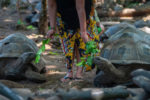 Visitor feeding giant tortoises on Prison Island, Zanzibar