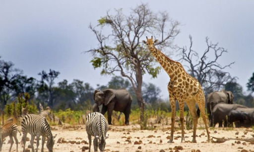 Serengeti wildlife giraffe zebra elephant