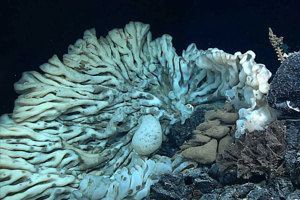 This deep-sea creature could be the world's oldest living ...