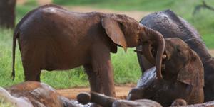 Tarangire wet season