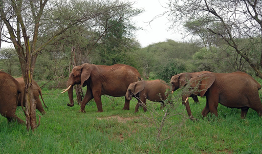 Serengeti 5 day safari wildlife