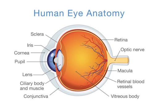 Fundus photograph of the retina