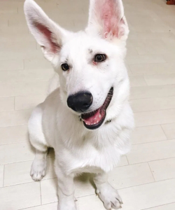 トレーナー・獣医師監修】ホワイトシェパードってどんな犬？性格 ...