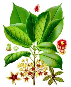 Đĩa màu từ *Köhler's Medizinal-Pflanzen* minh họa *Cola acuminata* với các chi tiết về hoa, lá và các giai đoạn quả