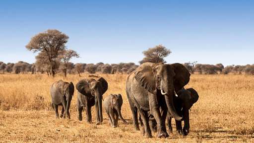 Tarangire elephants and baobab