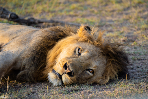 Ngorongoro lion