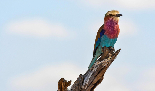 Lilac-breasted roller perched on a branch in Tarangire National Park
