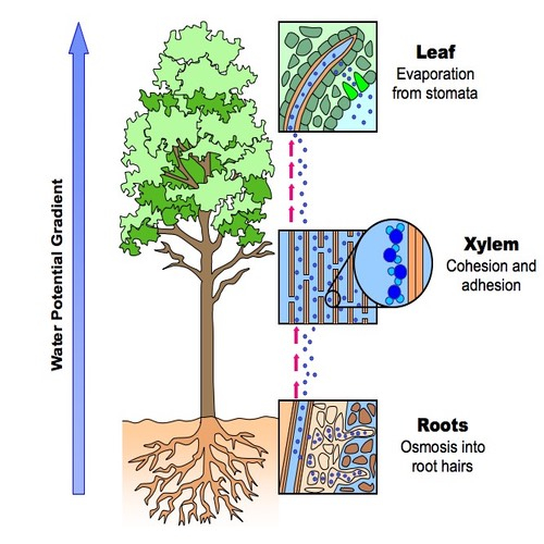 Transpiration stream in plants Diagram illustrating the transpiration stream in a plant showing water movement from roots through xylem to leaves driven by evaporation with labels for leaf stomata xylem cohesion and adhesion and root osmosis