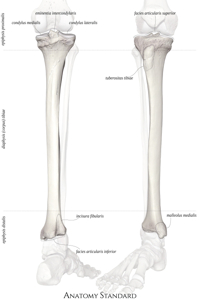 Anatomy Standard - Drawing Anatomy of tibia in situ ...
