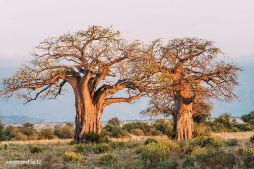 Tarangire baobab landscape