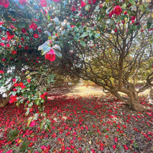 Camellia flower forest