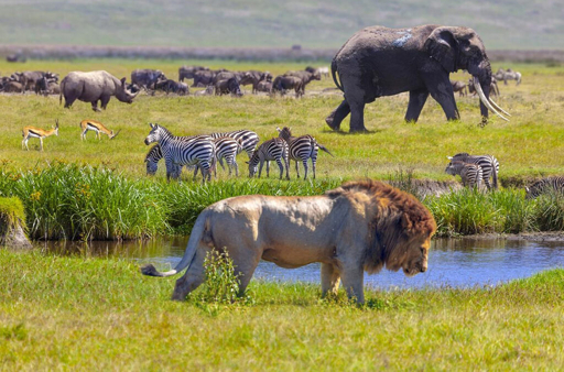 Serengeti wildlife