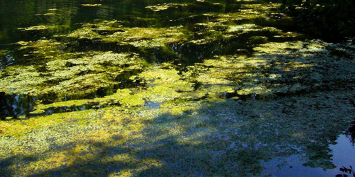 Algues filamenteuses dans un bassin