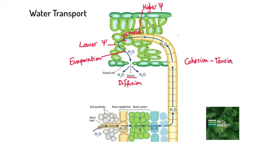 Cohesion-tension theory of water transport Labeled diagram illustrating cohesion-tension theory of water transport in plants showing water movement from roots through xylem to leaves via transpiration evaporation diffusion and cohesion-tension with water potential gradients