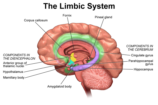 Sagittal diagram illustrating the anatomical components of the human brain's limbic system.