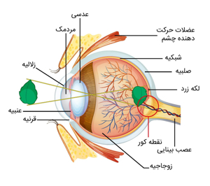 آناتومی چشم | EYE - عینک دی کالا
