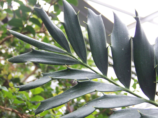 An Encephalartos ferox plant leaf