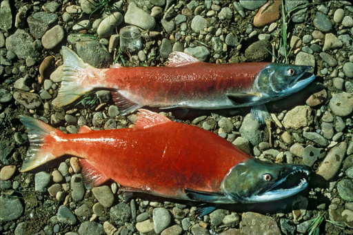 Pacific salmon semelparity example Two bright red sockeye salmon with green heads lying on bed of river rocks