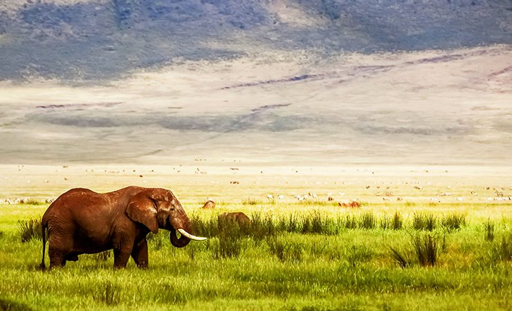 Ngorongoro elephant