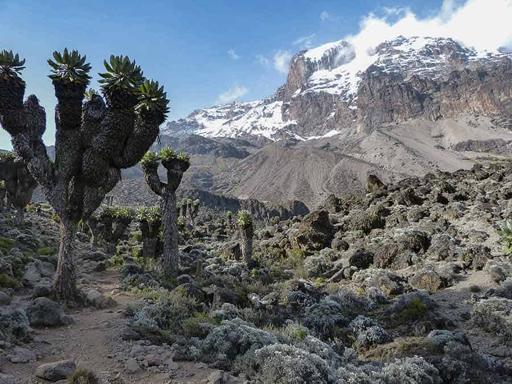 Kilimanjaro Lemosho landscape