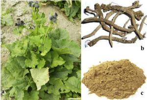 Saussurea lappa - ScienceDirect