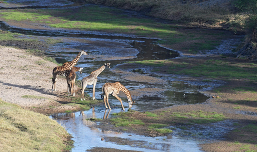 Tarangire wildlife waterhole
