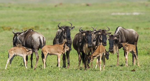 Wildebeest calves during calving season in Ndutu, Tanzania