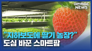 Urban strawberry hydroponic farm