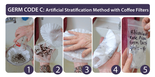 Instructional image showing cold stratification treatment for seeds