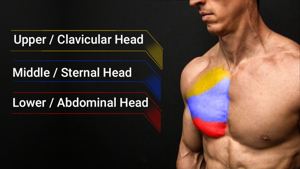 Color-coded pectoral muscle heads