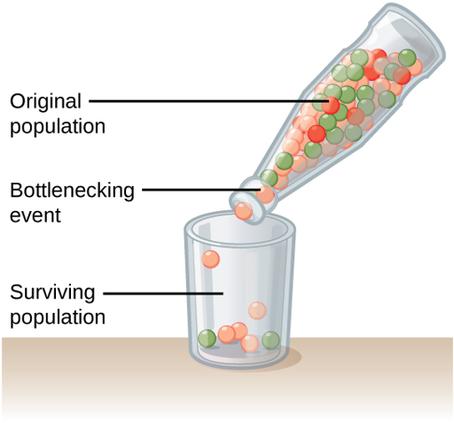 Bottleneck diagram showing only a subset of genetic variants entering the surviving population
