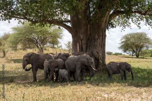 Tarangire elephants baobab